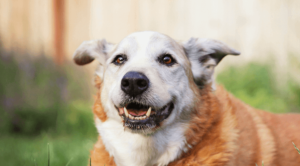 laser therapy for senior dogs