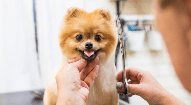 dog grooming mebane nc dog grooming mebane nc