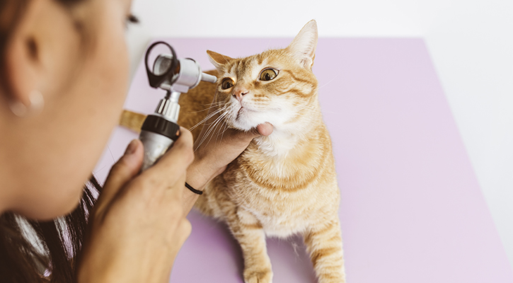 pet-ophthalmology