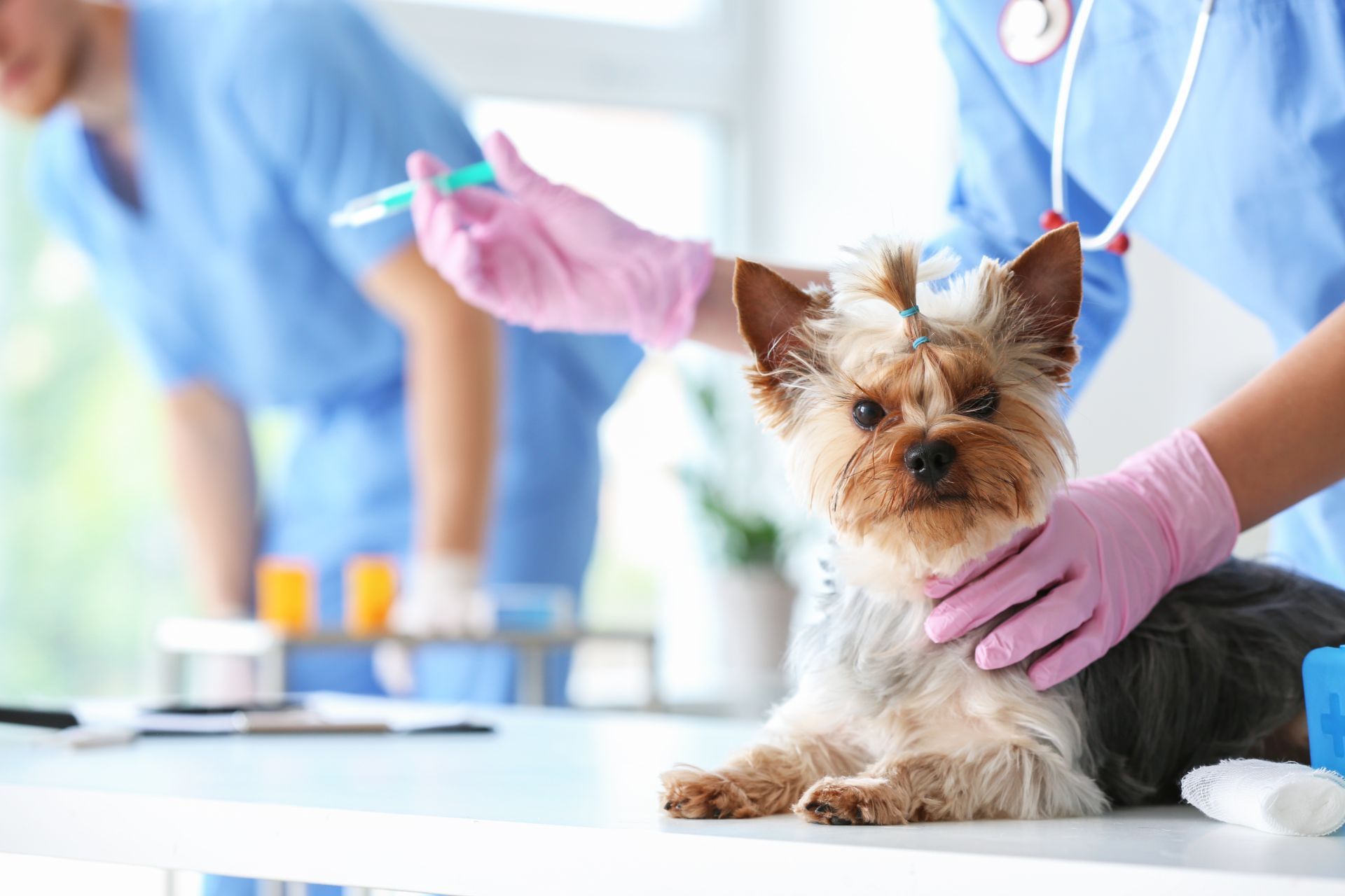 Veterinary-Mebane-Mebane-042-e0018bec-1920w Veterinary-Mebane-Mebane-042-e0018bec-1920w
